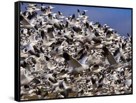 Snow Geese in Flight with a Bluse Sky Day-Terry Eggers-Framed Stretched Canvas