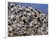 Snow Geese in Flight with a Bluse Sky Day-Terry Eggers-Framed Photographic Print