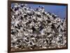 Snow Geese in Flight with a Bluse Sky Day-Terry Eggers-Framed Photographic Print