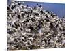 Snow Geese in Flight with a Bluse Sky Day-Terry Eggers-Mounted Photographic Print