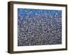 Snow Geese in Flight with a Bluse Sky Day-Terry Eggers-Framed Photographic Print