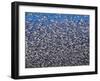 Snow Geese in Flight with a Bluse Sky Day-Terry Eggers-Framed Photographic Print