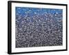 Snow Geese in Flight with a Bluse Sky Day-Terry Eggers-Framed Photographic Print