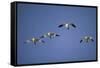 Snow Geese in Flight-DLILLC-Framed Stretched Canvas