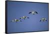 Snow Geese in Flight-DLILLC-Framed Stretched Canvas