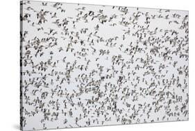 Snow Geese in Flight-DLILLC-Stretched Canvas