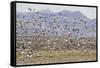 Snow Geese in Flight-DLILLC-Framed Stretched Canvas