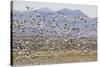 Snow Geese in Flight-DLILLC-Stretched Canvas