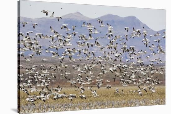 Snow Geese in Flight-DLILLC-Stretched Canvas