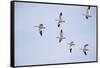 Snow Geese in Flight-DLILLC-Framed Stretched Canvas