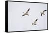 Snow Geese in Flight-DLILLC-Framed Stretched Canvas