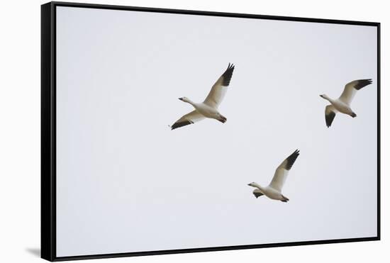Snow Geese in Flight-DLILLC-Framed Stretched Canvas