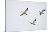 Snow Geese in Flight-DLILLC-Stretched Canvas