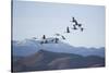 Snow Geese in Flight-DLILLC-Stretched Canvas