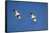 Snow Geese in Flight-DLILLC-Framed Stretched Canvas