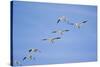 Snow Geese in Flight-DLILLC-Stretched Canvas