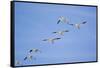 Snow Geese in Flight-DLILLC-Framed Stretched Canvas