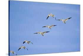 Snow Geese in Flight-DLILLC-Stretched Canvas