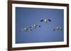 Snow Geese in Flight-DLILLC-Framed Photographic Print