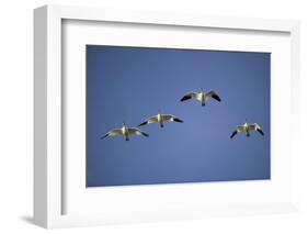 Snow Geese in Flight-DLILLC-Framed Photographic Print