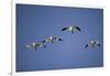 Snow Geese in Flight-DLILLC-Framed Photographic Print