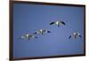 Snow Geese in Flight-DLILLC-Framed Photographic Print