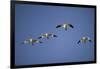 Snow Geese in Flight-DLILLC-Framed Photographic Print