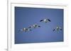 Snow Geese in Flight-DLILLC-Framed Photographic Print