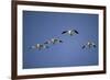 Snow Geese in Flight-DLILLC-Framed Photographic Print