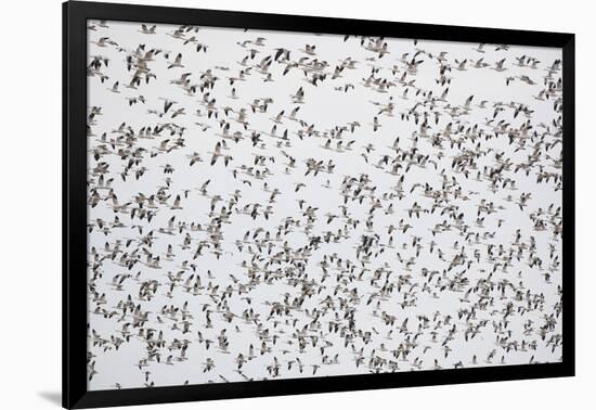 Snow Geese in Flight-DLILLC-Framed Photographic Print