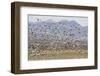 Snow Geese in Flight-DLILLC-Framed Photographic Print