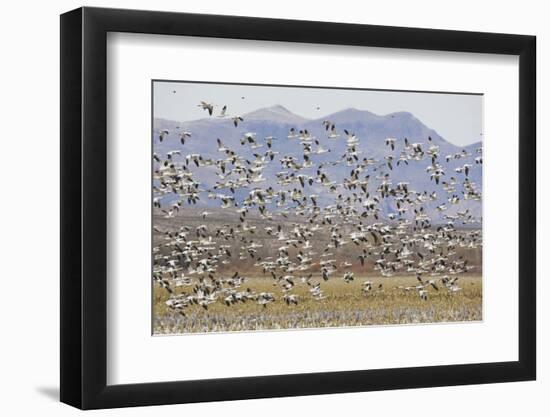 Snow Geese in Flight-DLILLC-Framed Photographic Print