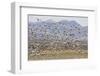 Snow Geese in Flight-DLILLC-Framed Photographic Print