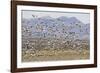 Snow Geese in Flight-DLILLC-Framed Photographic Print