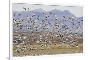 Snow Geese in Flight-DLILLC-Framed Photographic Print