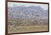 Snow Geese in Flight-DLILLC-Framed Photographic Print