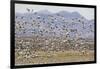 Snow Geese in Flight-DLILLC-Framed Photographic Print