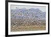 Snow Geese in Flight-DLILLC-Framed Photographic Print