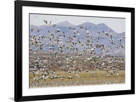 Snow Geese in Flight-DLILLC-Framed Photographic Print