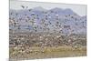 Snow Geese in Flight-DLILLC-Mounted Photographic Print