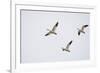 Snow Geese in Flight-DLILLC-Framed Photographic Print