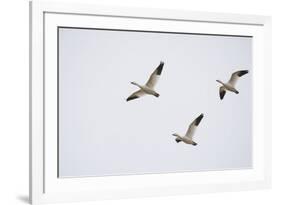 Snow Geese in Flight-DLILLC-Framed Photographic Print