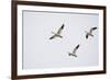 Snow Geese in Flight-DLILLC-Framed Photographic Print