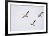 Snow Geese in Flight-DLILLC-Framed Photographic Print