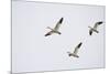 Snow Geese in Flight-DLILLC-Mounted Photographic Print