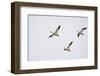 Snow Geese in Flight-DLILLC-Framed Photographic Print