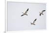 Snow Geese in Flight-DLILLC-Framed Photographic Print