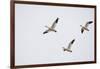 Snow Geese in Flight-DLILLC-Framed Photographic Print