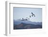 Snow Geese in Flight-DLILLC-Framed Photographic Print