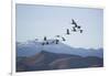 Snow Geese in Flight-DLILLC-Framed Photographic Print